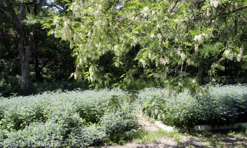 Пансионат-гостиница «Лотос» отзывы