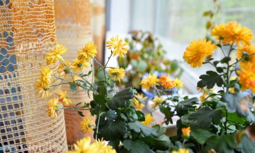 Пансионат-гостиница «Лотос» - 9